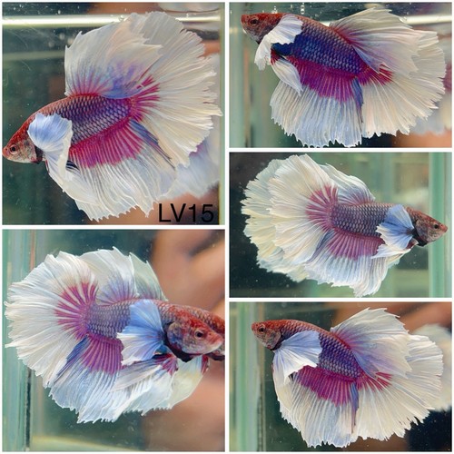 Male betta live fish - betta,